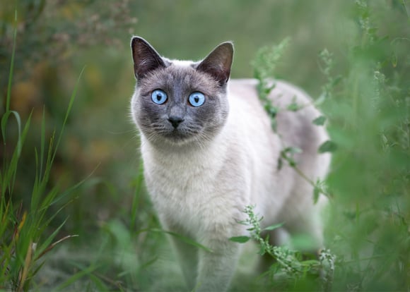 A white Siamese with a grey face walking through grass.
