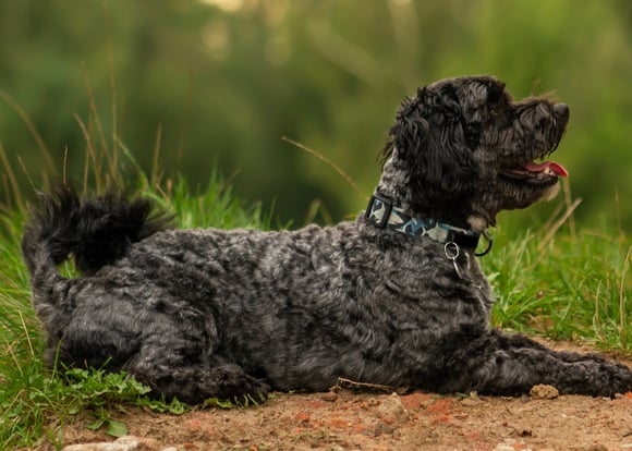A black maltipoo laying outdoors.