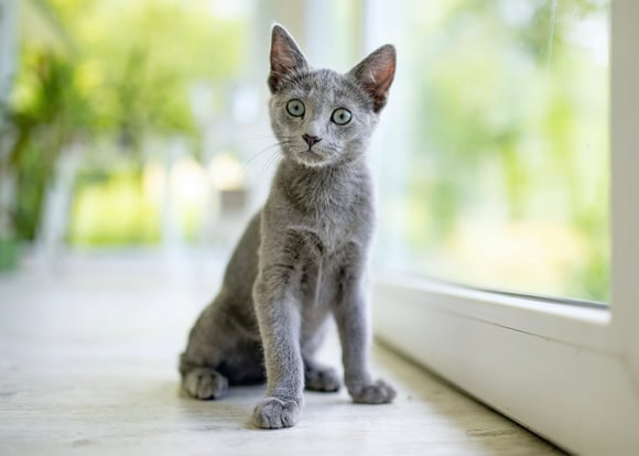 A russian blue kitten.