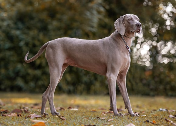 A weimaraner in a park.