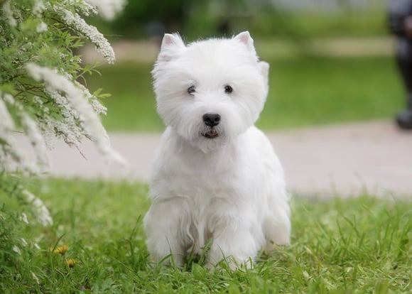 West Highland White Terrier standing on grass