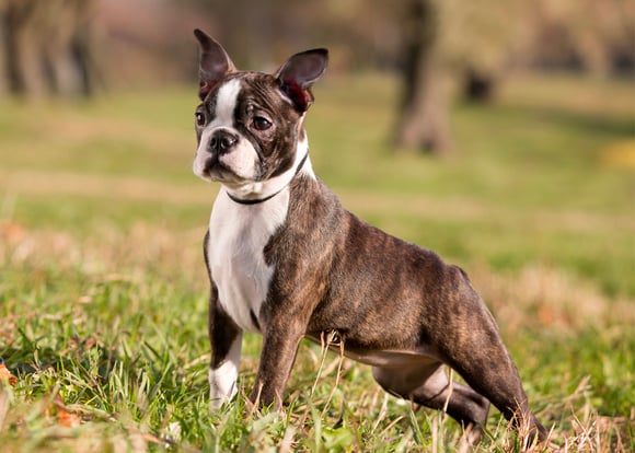 A young boston terrier at the park.