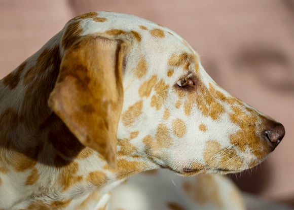 golden and white dalmatian