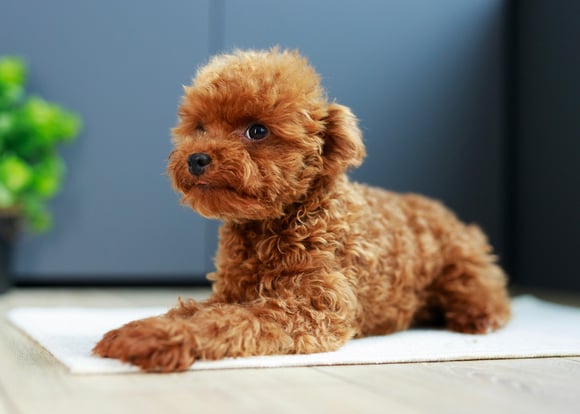 A brown maltipoo laying down.