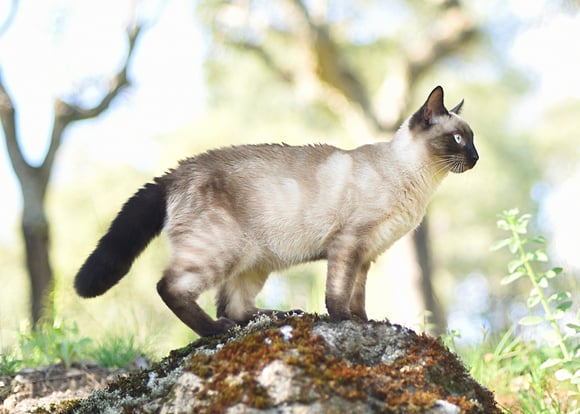 A grey coloured Siamese cat standing on a rock.