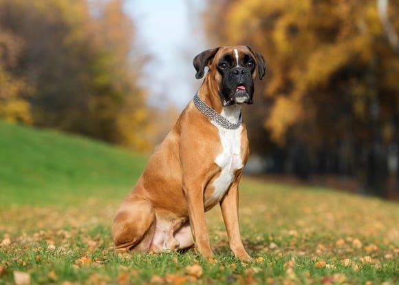 A tan boxer sitting in an autumn field.