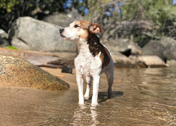 A black, tan and white Jack Russell Terrier standing tall in a beach
