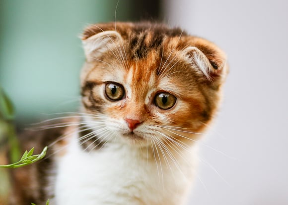 An orange and brown scottish fold kitten.
