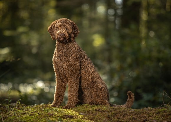 A brown goldendoodle in a forest.