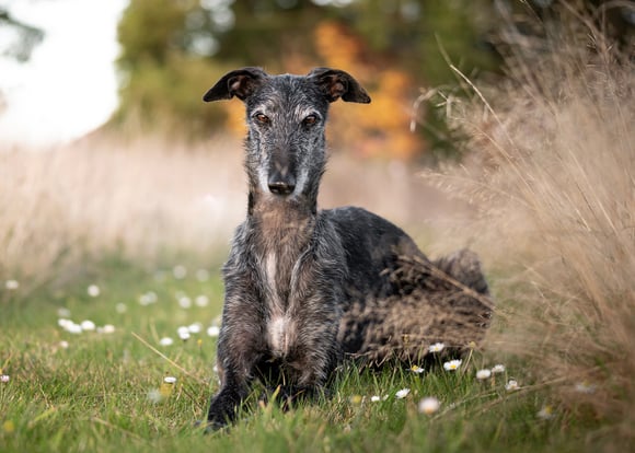 An older Lurcher laying down in grass.