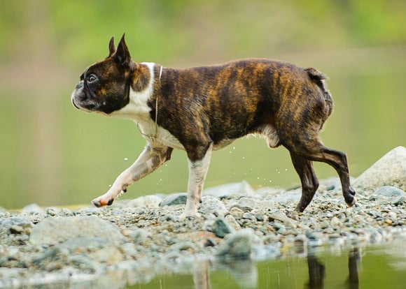 A boston terrier walking across rocks near a lake.