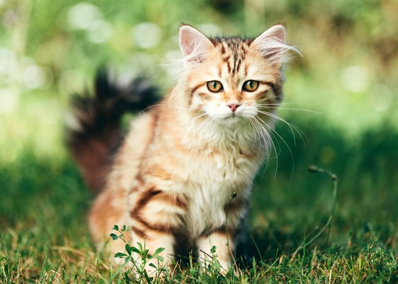 A tan and brown siberian cat.