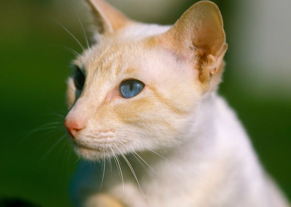 A ginger coloured Siamese close up to the camera with blue eyes,