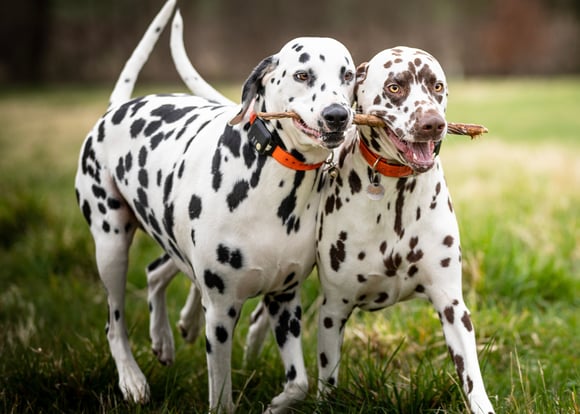 Two Dalmatians one black, one brown with a stick in their mouth