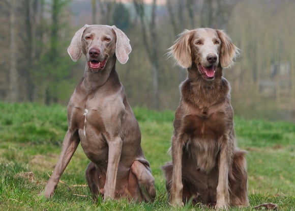 Two weimaraners sitting next to each other.