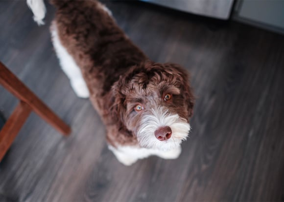Brown and white labraddole standing on wooden floor looking up at camera