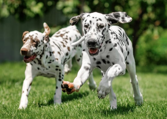 brown and black Dalmatian puppies running on grass