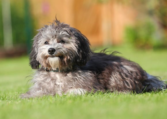 A very cute grey maltipoo laying down on grass.