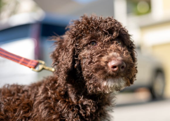 A chocolate goldendoodle.