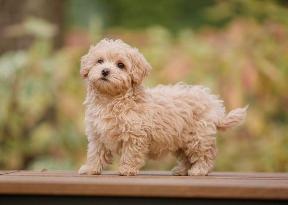 A puppy Maltipoo standing on a plank of wood.