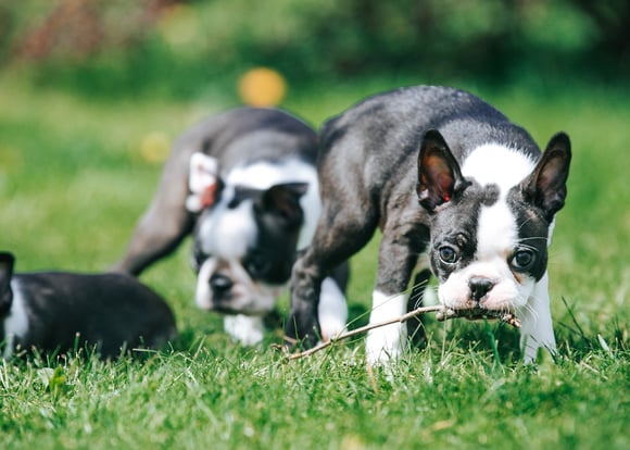 Boston terrier puppies playing with a stick.