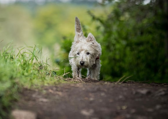 Grey West Highland White Terrier walking through field