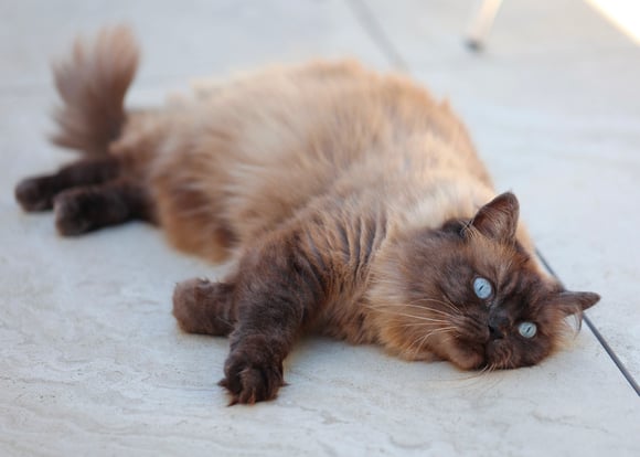 A brown Ragdoll laying down outdoors.