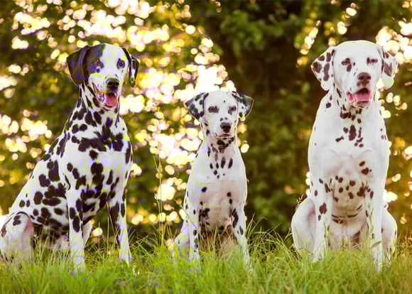Three adult Dalmatians in front of a tree