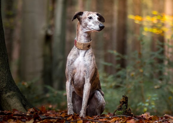 A lurcher sitting down in the forest.