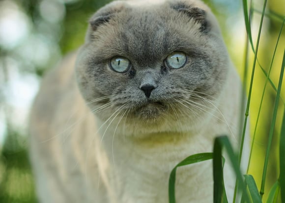An image of a grey scottish fold.
