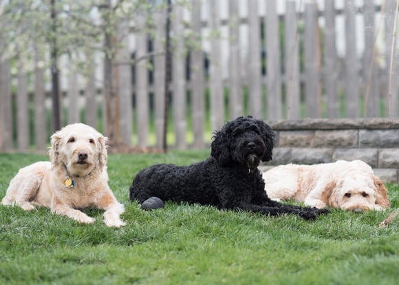 Two cream goldendoodles either side of a black goldendoodle.