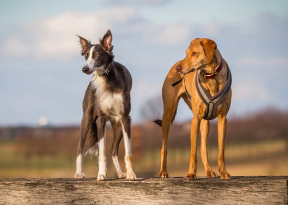 Two dogs standing next to one another outdoors.