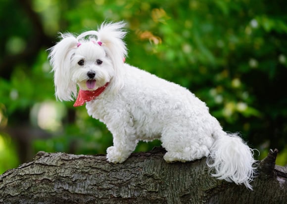 A maltipoo sitting on a tree branch wearing ponytails in her hair.