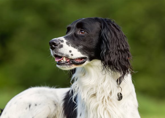 An english springer spaniel with black markings.