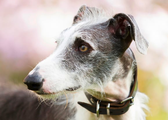 A grey and white Lurcher.