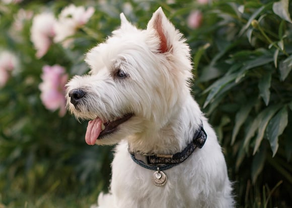 West Highland White Terrier in front of pink rose bush with tongue out