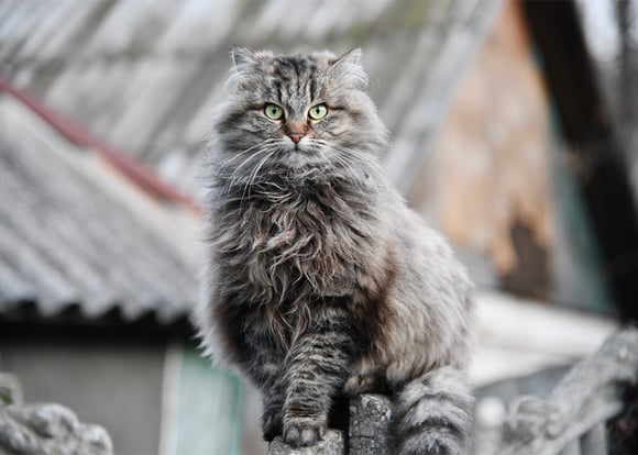 A black and silver siberian cat.