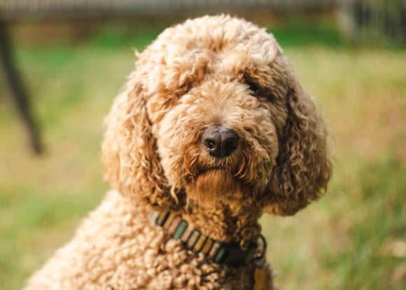 A light brown goldendoodle.