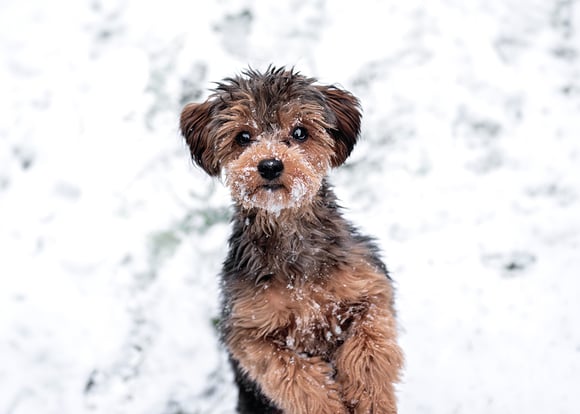 A bi-colour Cavapoo
