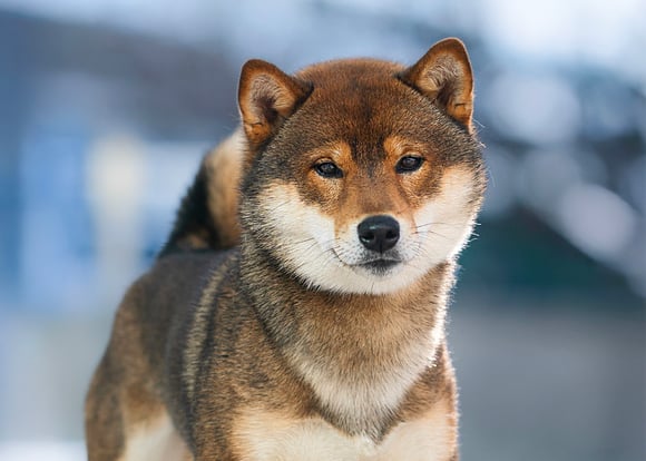 Shiba Inu dog standing looking at the camera