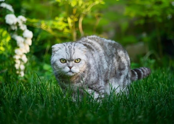 A grey striped scottish fold sitting in the grass.
