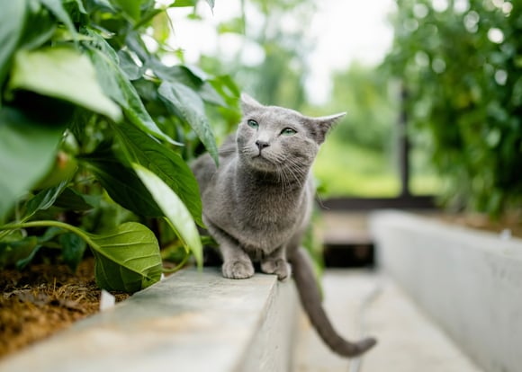 A russian blue cat on a ledge near a plant bed.
