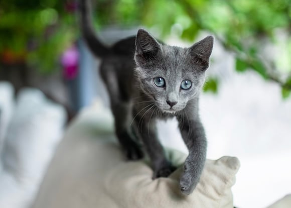 A russian blue kitten on the back of a sofa.