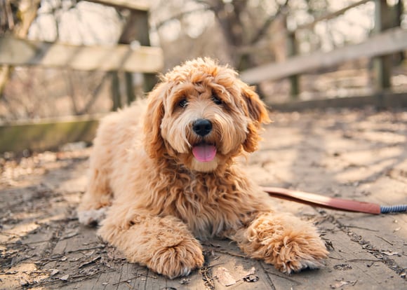 Golden labradoodle sitting on a bridge with mouth open