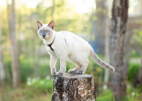 A white Siamese cat on a tree trunk.