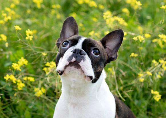 A boston terrier looking up from a field of yellow flowers.
