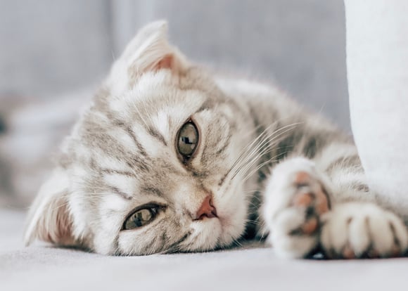 A stripey scottish fold laying down.