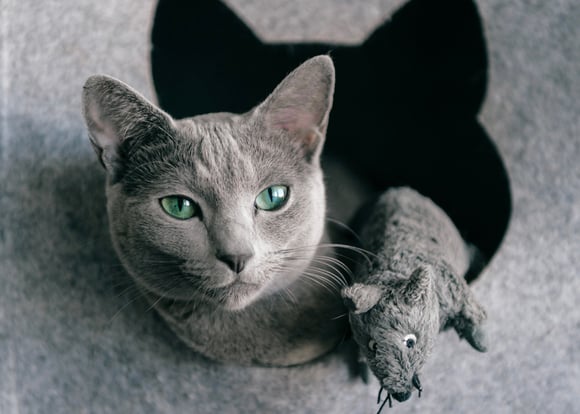 A russian blue poking its head out of a cat house with its toy rat.
