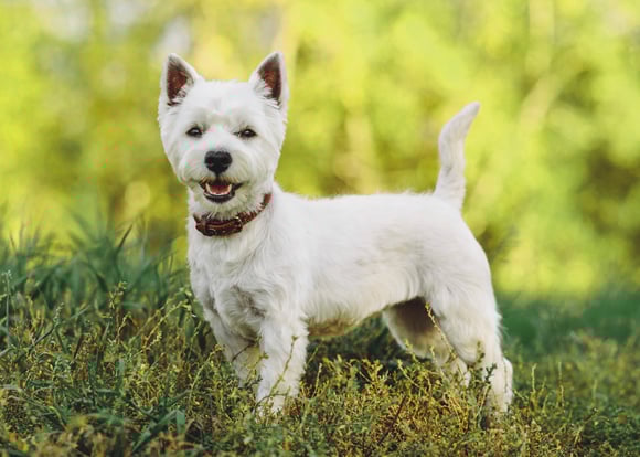 Short coated West Highland White Terrier standing on grass