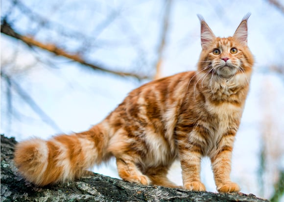 An orange Maine Coon in a tree.